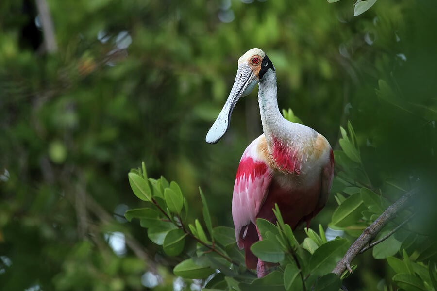 Wildlife Photograph - Roseate Spoonbill, Mexico by William Mertz Photography