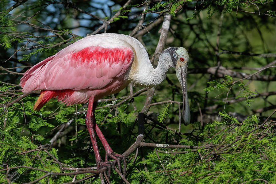 Roseate Spoonbill on a Branch Photograph by Bradford Martin