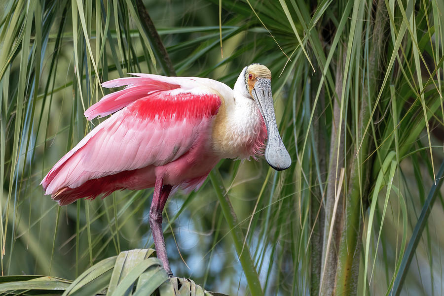 Roseate Spoonbill on Palm Photograph by Bradford Martin