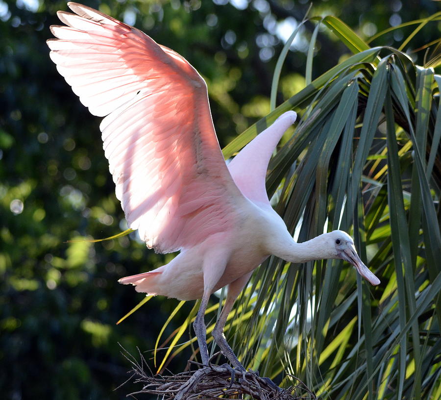 Roseate Spoonbill on Treetop Nest Photograph by Carla Parris