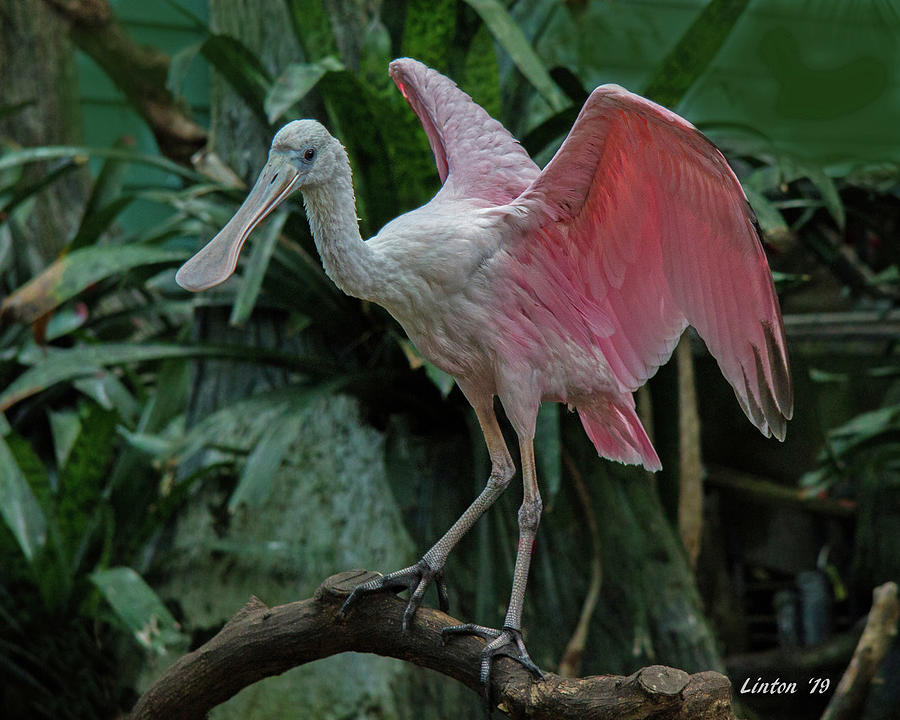 ROSEATE SPOONBILL p Photograph by Larry Linton