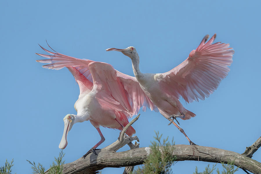 Roseate Spoonbill Pair Courting Photograph by Bradford Martin