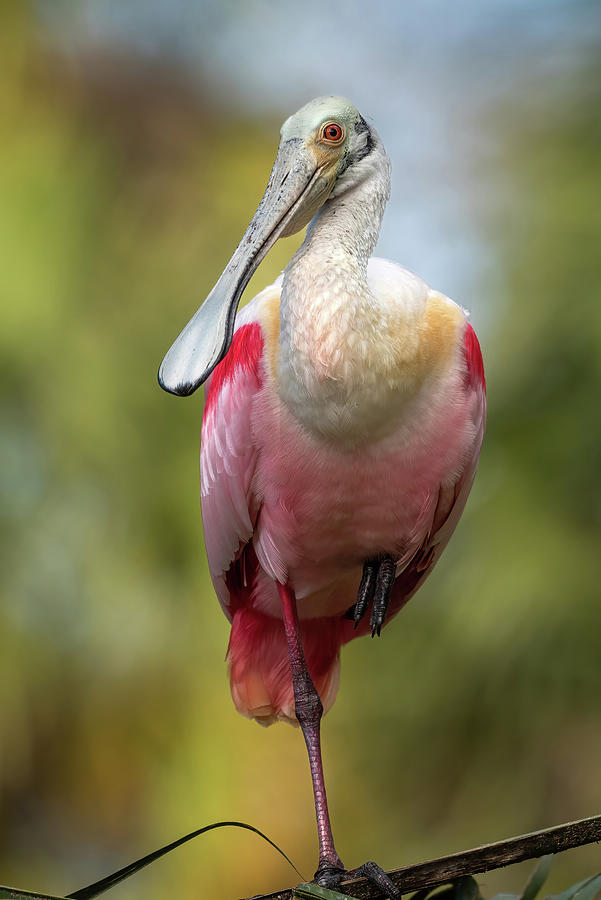 Roseate Spoonbill Perched Photograph by Bradford Martin