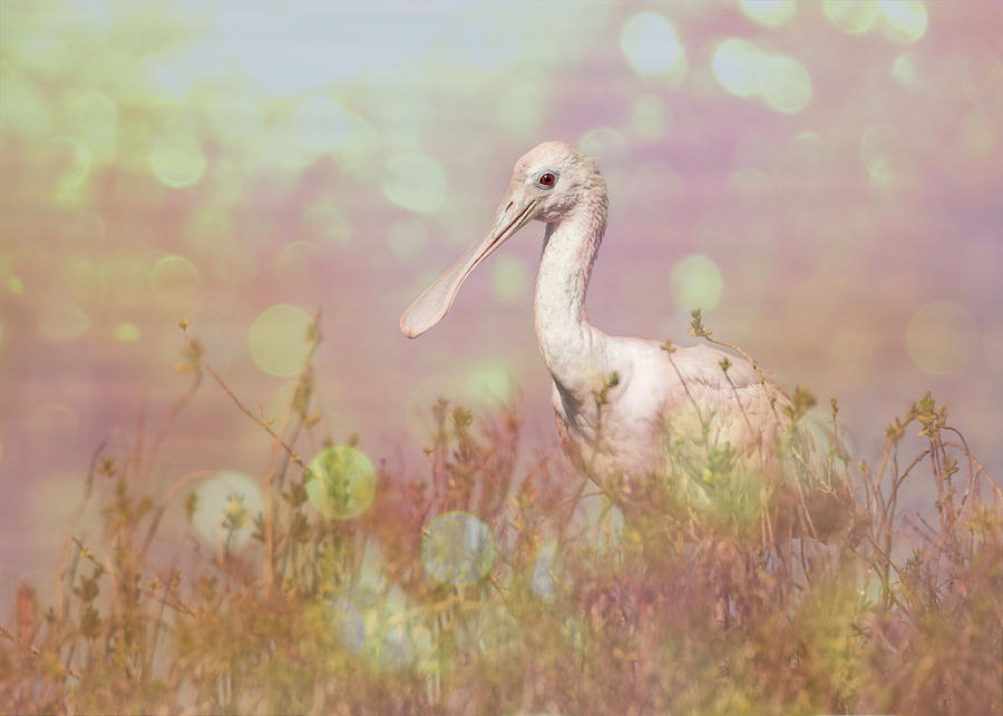 Roseate Spoonbill Pink Sun Flare Photograph by Patti Deters