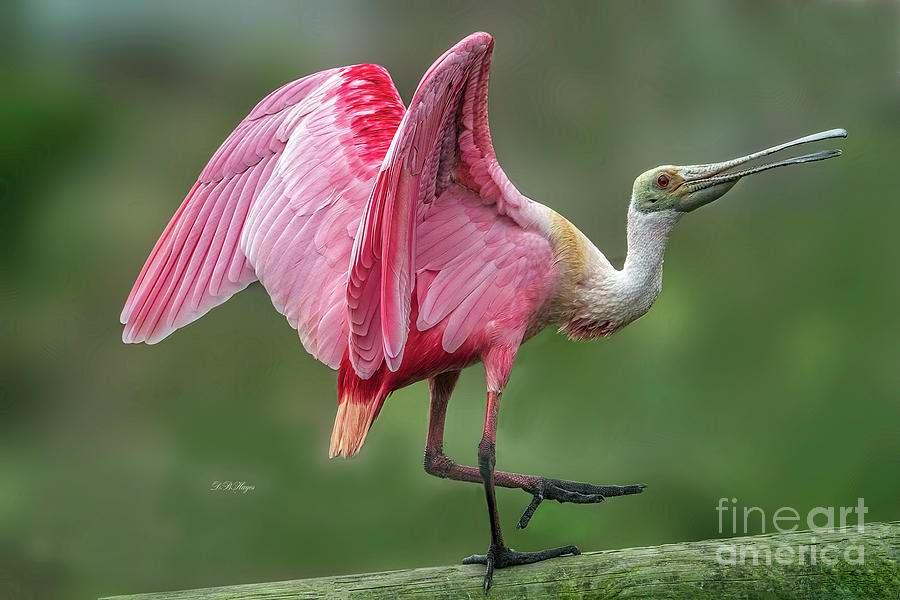 Roseate Spoonbill Portrait Photograph by DB Hayes