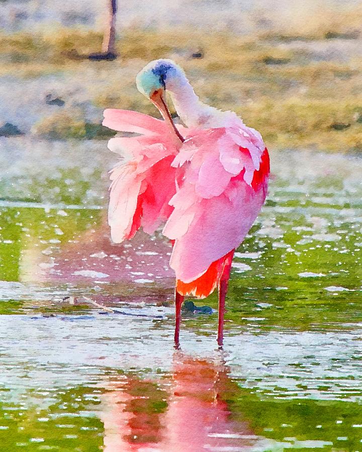 Roseate Spoonbill Preening Feathers Watercolor Mixed Media by Susan Rydberg