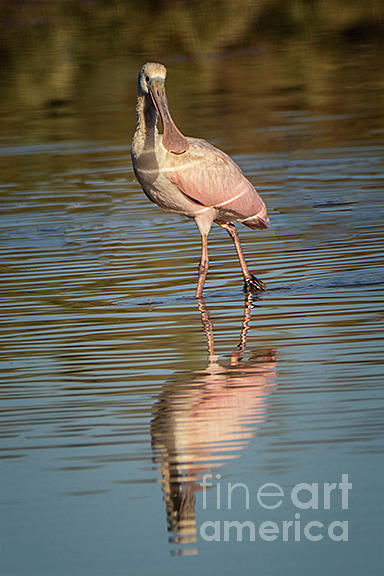 Roseate Spoonbill Photograph by Priscilla Burgers