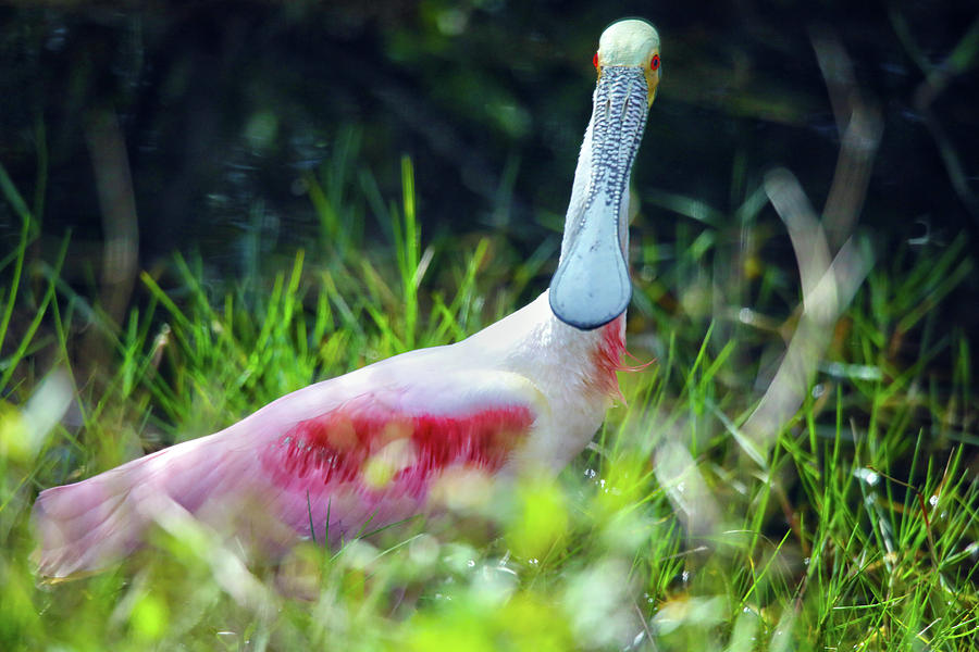 Roseate Spoonbill Profile Photograph by Mitch Cat