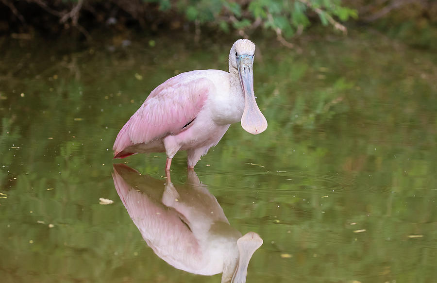 Roseate Spoonbill Reflection Photograph by Dawn Richards