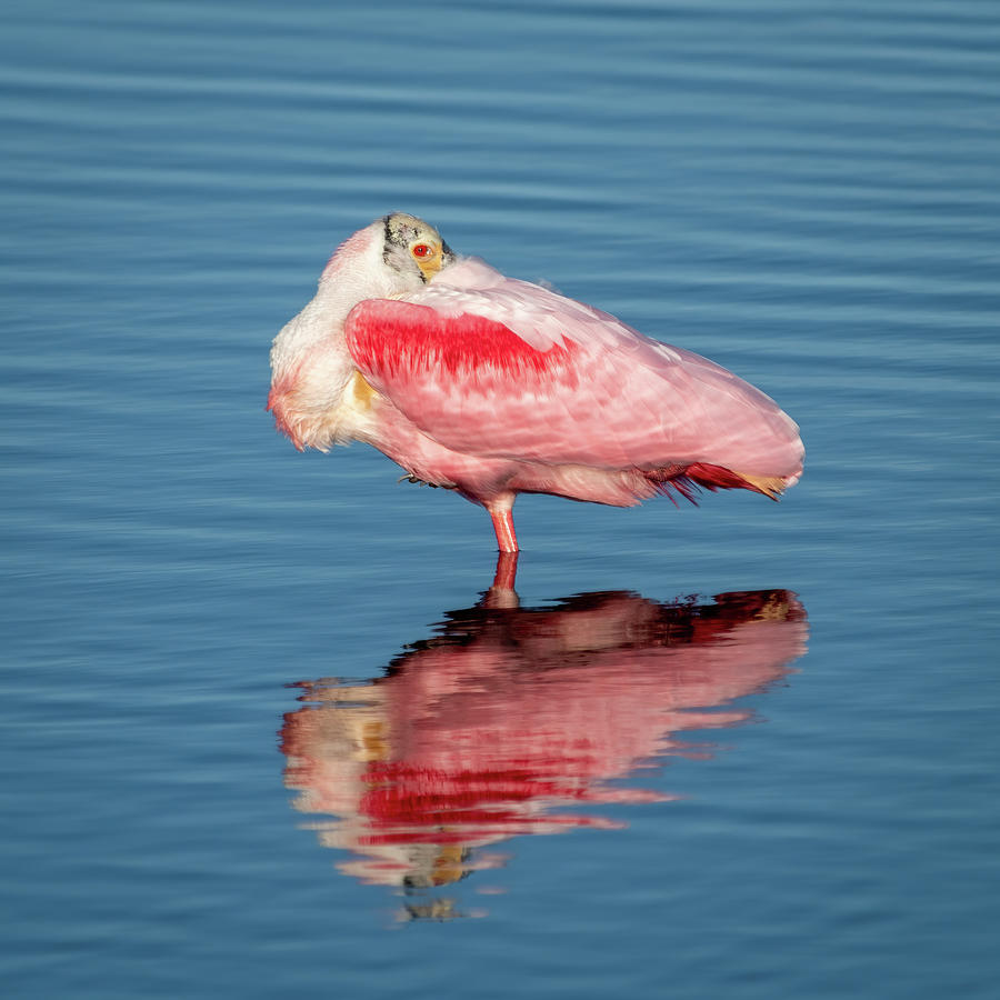 Roseate Spoonbill Resting Photograph by Bradford Martin