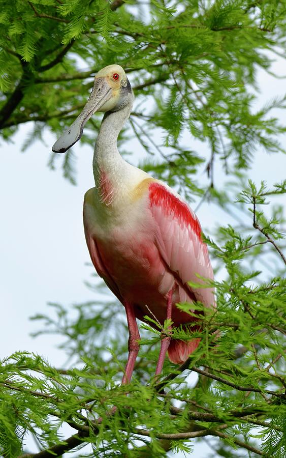 Roseate Spoonbill Resting on a Branch Photograph by Richard Bryce and Family