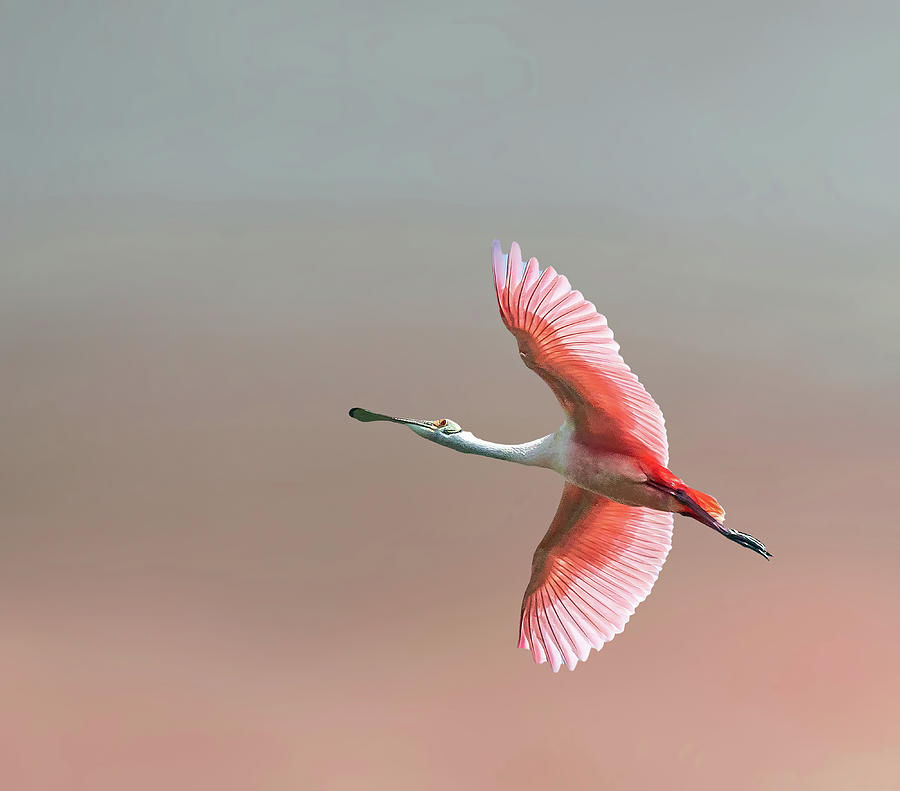 Roseate Spoonbill Photograph by Roni Chastain