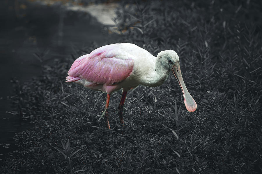 Roseate Spoonbill - Shades of Pink Photograph by Chad Meyer