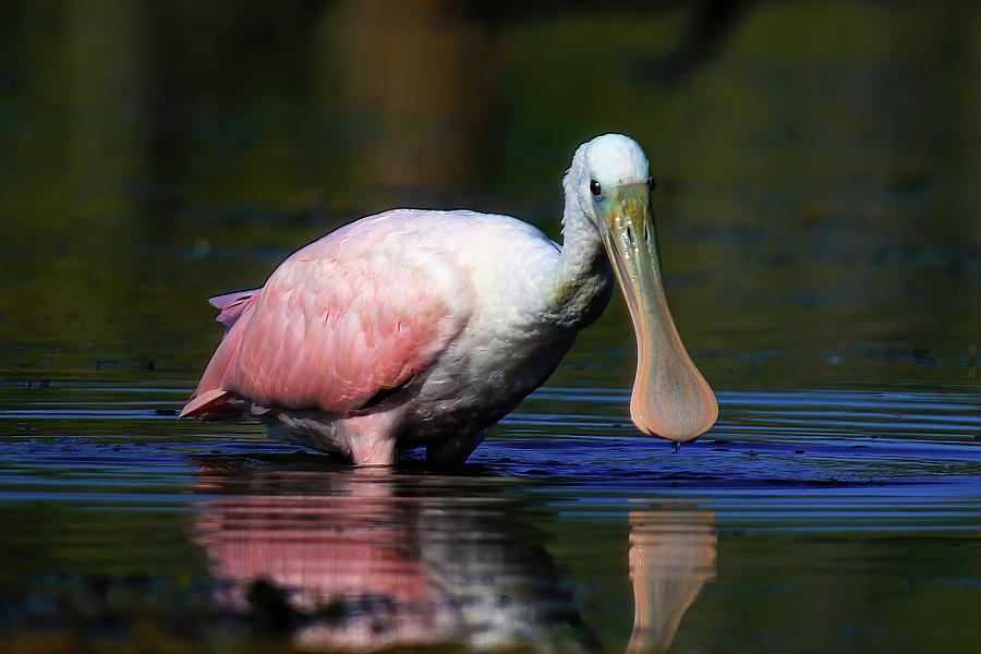 Roseate Spoonbill  Photograph by Shixing Wen