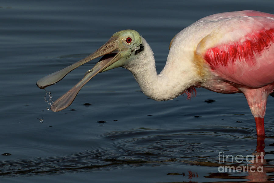 Roseate Spoonbill Snacking Photograph by Meg Rousher
