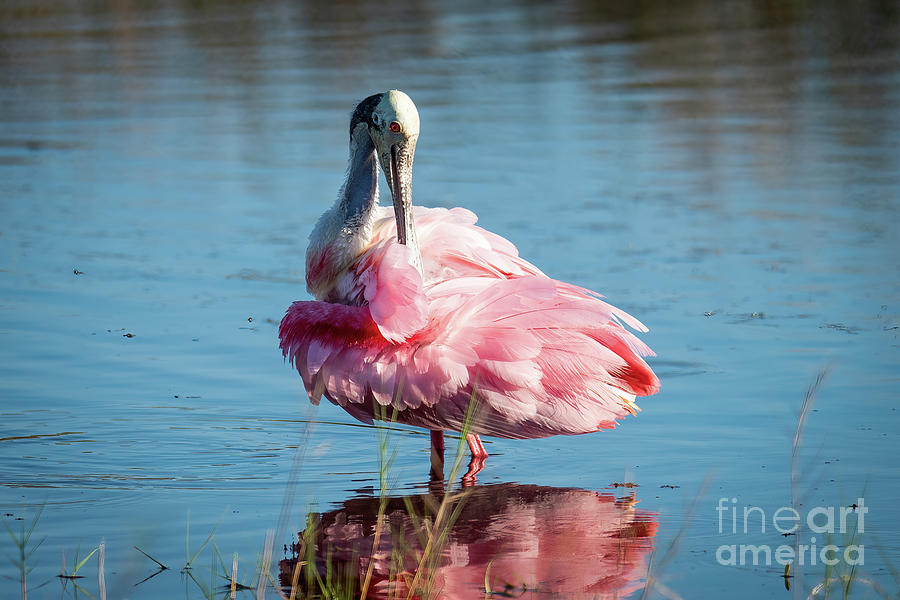 Roseate Spoonbill Photograph by Sturgeon Photography