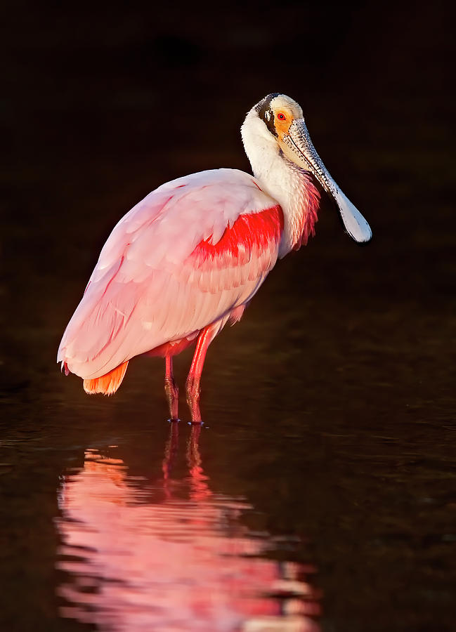 Roseate Spoonbill Photograph by Susan Candelario