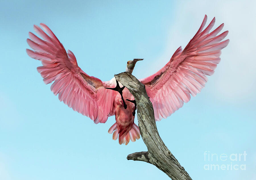 Roseate Spoonbill Photograph by Tom Sergio