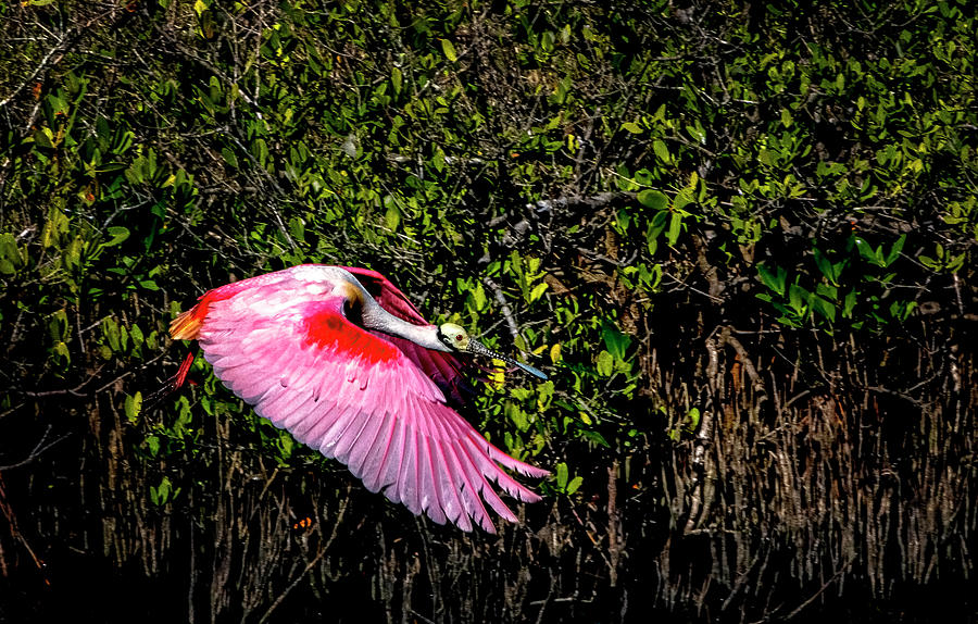 Roseate Spoonbill Photograph by Tom Singleton
