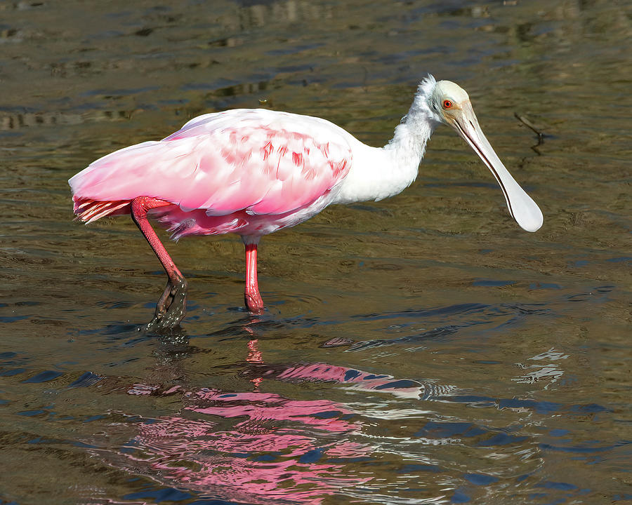 Roseate Spoonbill Wading Photograph by Jerry Griffin