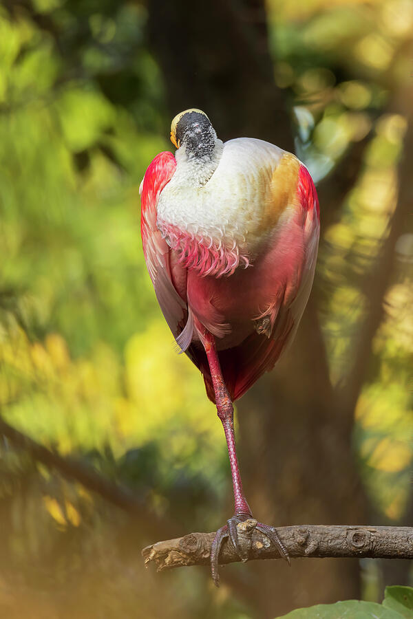 Roseate Spoonbill Photograph - Roseate Spoonbill by William Mertz Photography