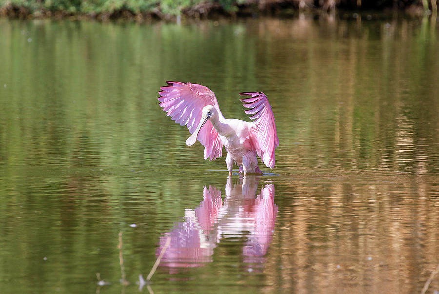 Roseate Spoonbill Wings 2 Photograph by Dawn Richards