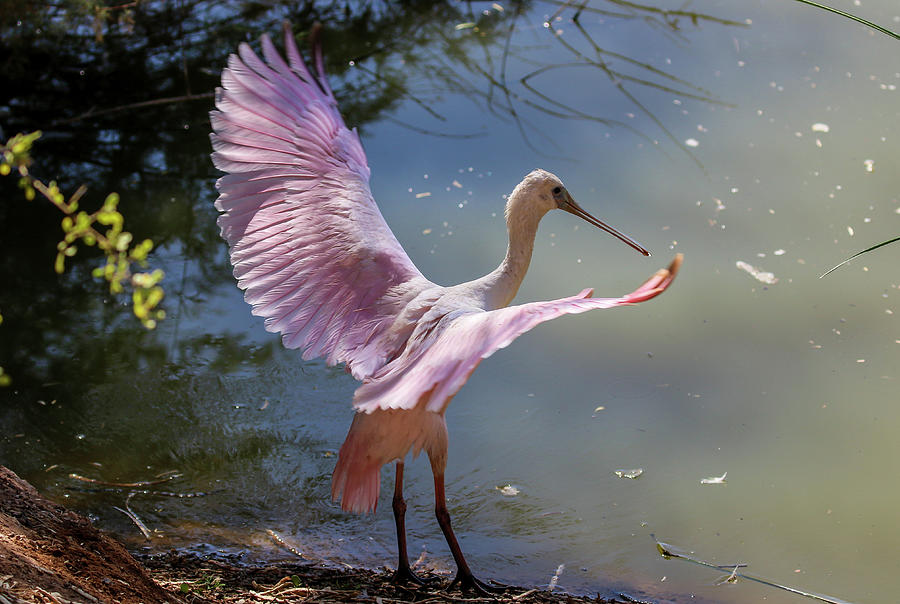 Roseate Spoonbill Wings 3 Photograph by Dawn Richards