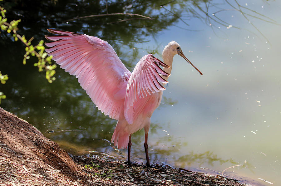 Roseate Spoonbill Wings 5 Photograph by Dawn Richards