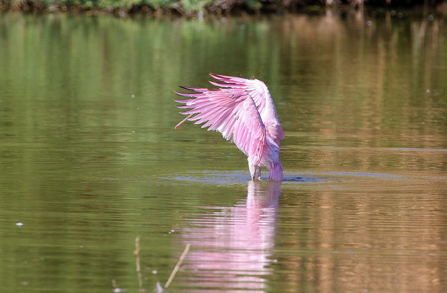 Roseate Spoonbill Wings Photograph by Dawn Richards