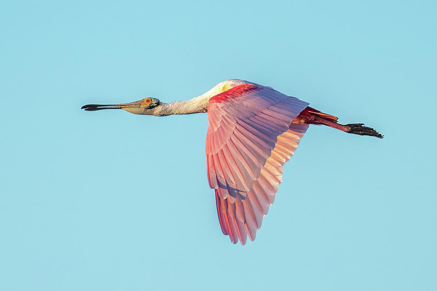 Roseate Spoonbill Wings Down Photograph by Bradford Martin