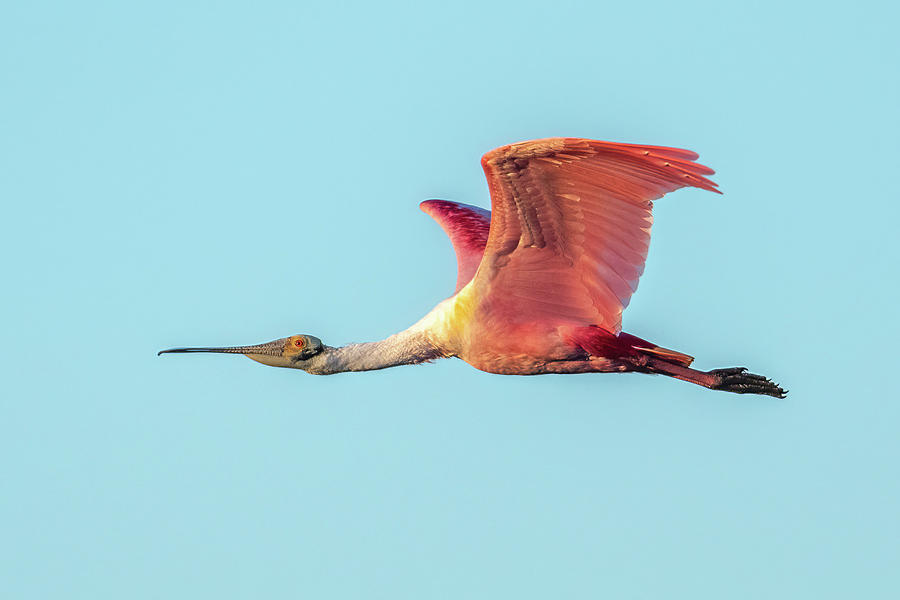 Roseate Spoonbill Wings Up Photograph by Bradford Martin