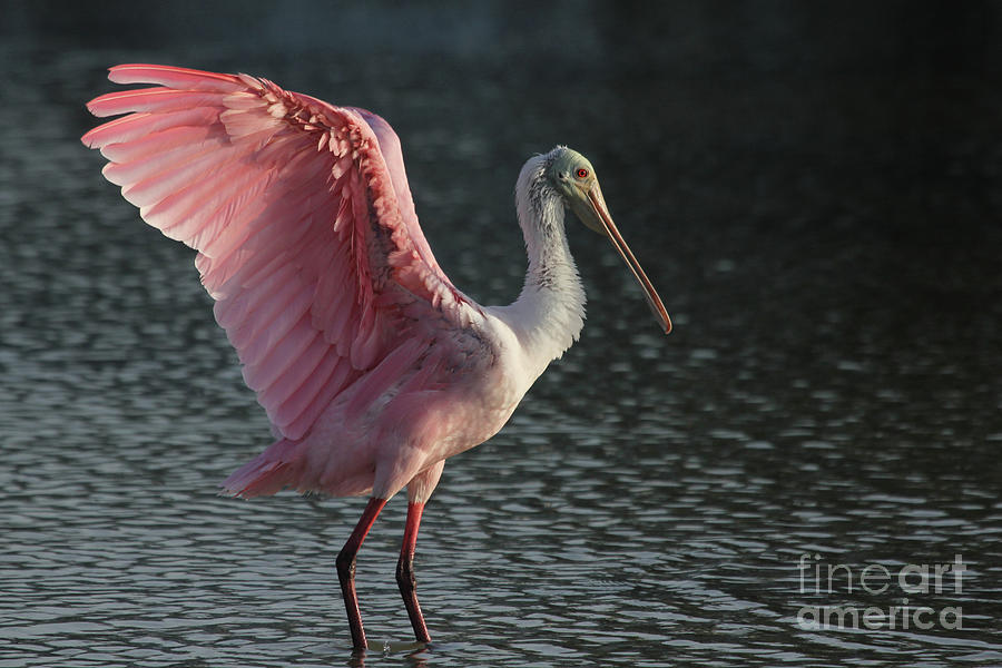 Roseate Spoonbill - Wings Up Photograph by Meg Rousher
