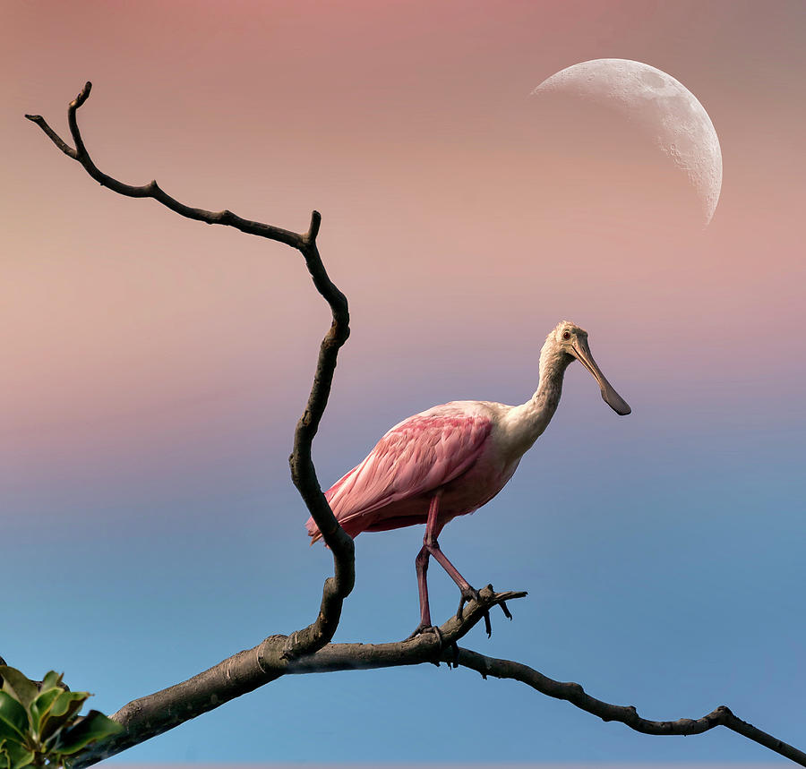 Roseate Spoonbill with moon Photograph by Roni Chastain