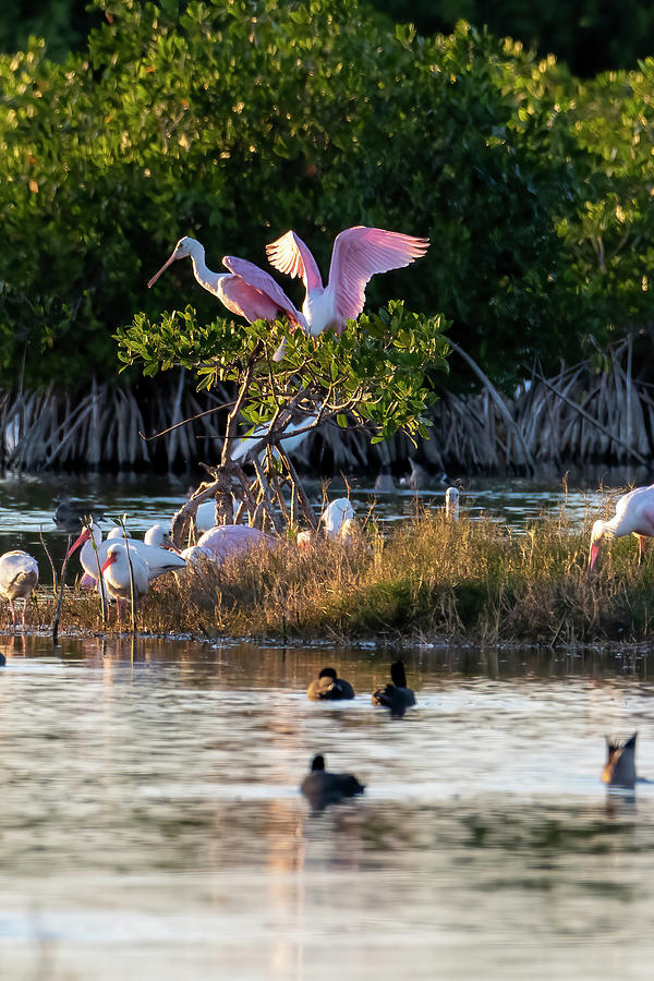 Roseate Spoonbills and other wading birds Photograph by Dan Friend