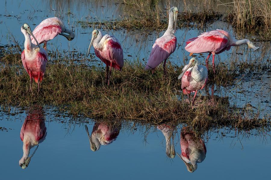 Roseate Spoonbills and reflection Photograph by Bradford Martin