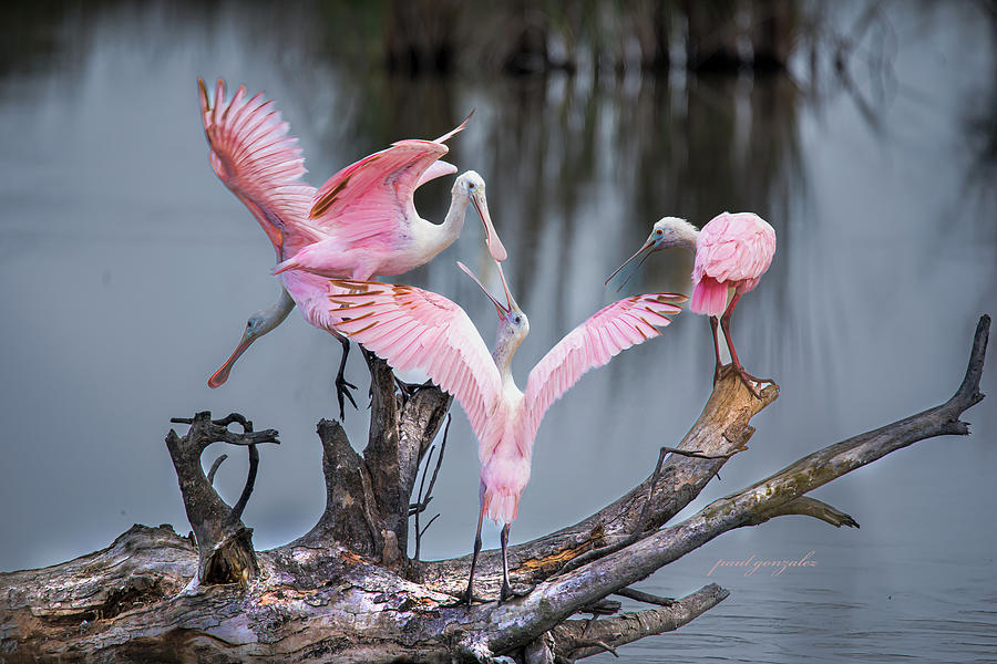 Roseate Spoonbills Photograph By Apolonio Gonzalez Fine Art America   Roseate Spoonbills Apolonio Gonzalez 