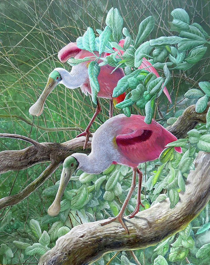 Roseate Spoonbills  Painting by Barry Kent MacKay