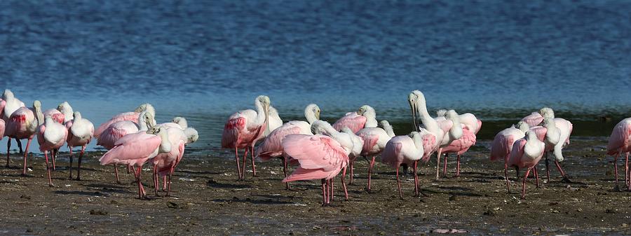 Roseate Spoonbills Gather Together 10 Photograph by Mingming Jiang
