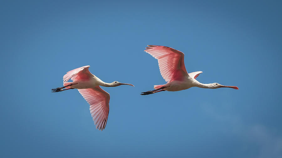 Roseate Spoonbills In Flight Photograph by Chad Meyer