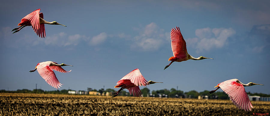 Roseate Spoonbills In Flight Photograph by Rene Vasquez