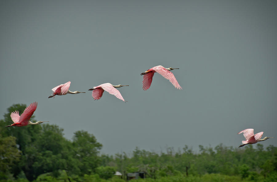 Roseate Spoonbills in South Louisiana Photograph by Travel Quest Photography