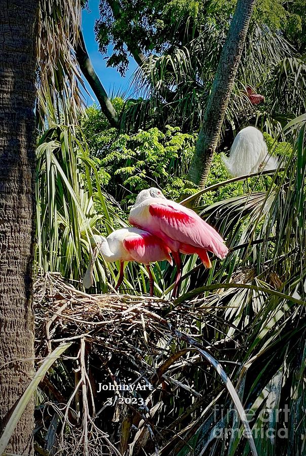 Roseate Spoonbills Photograph by John Anderson