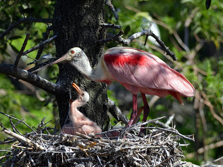 Roseate Spoonbills Treetop Nest Photograph by Carla Parris