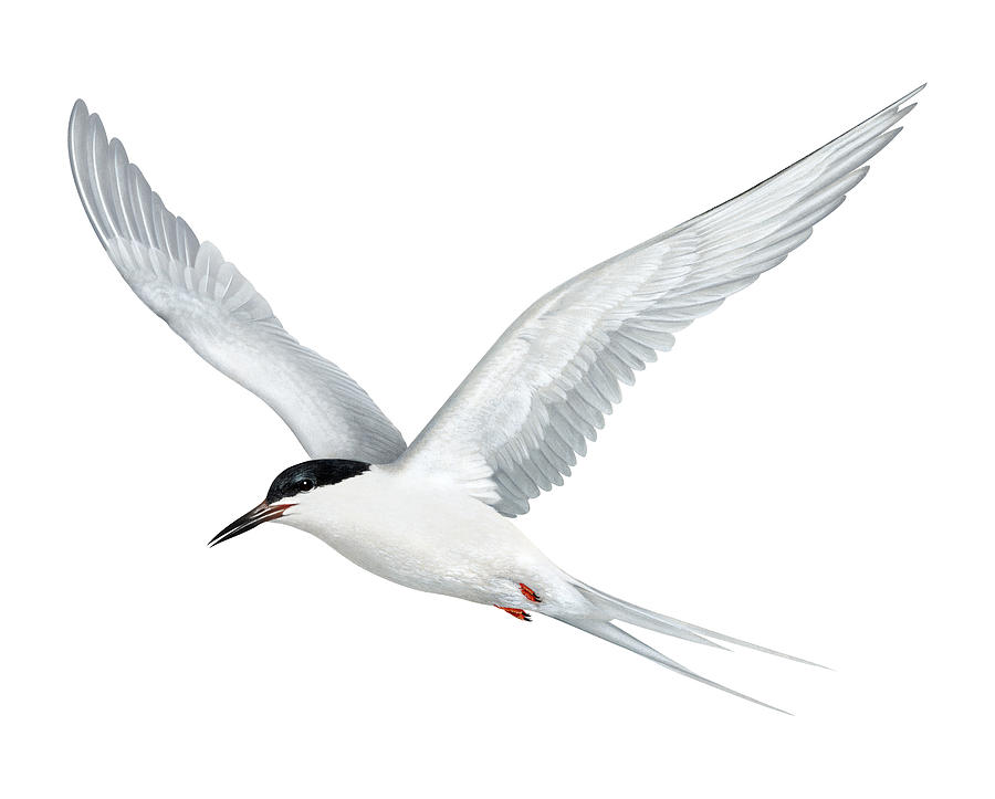Roseate Tern in flight Painting by Dawn Witherington