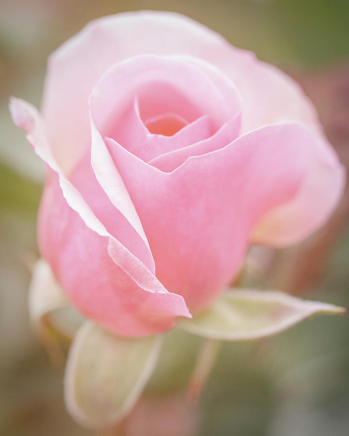 Flower Photograph - Rosebud 4 by Ryan Weddle