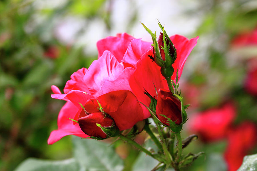 Rosebud Bloom Photograph by Tanya Owens