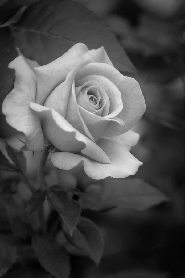 Rosebud in Black and White Photograph by Teresa Wilson