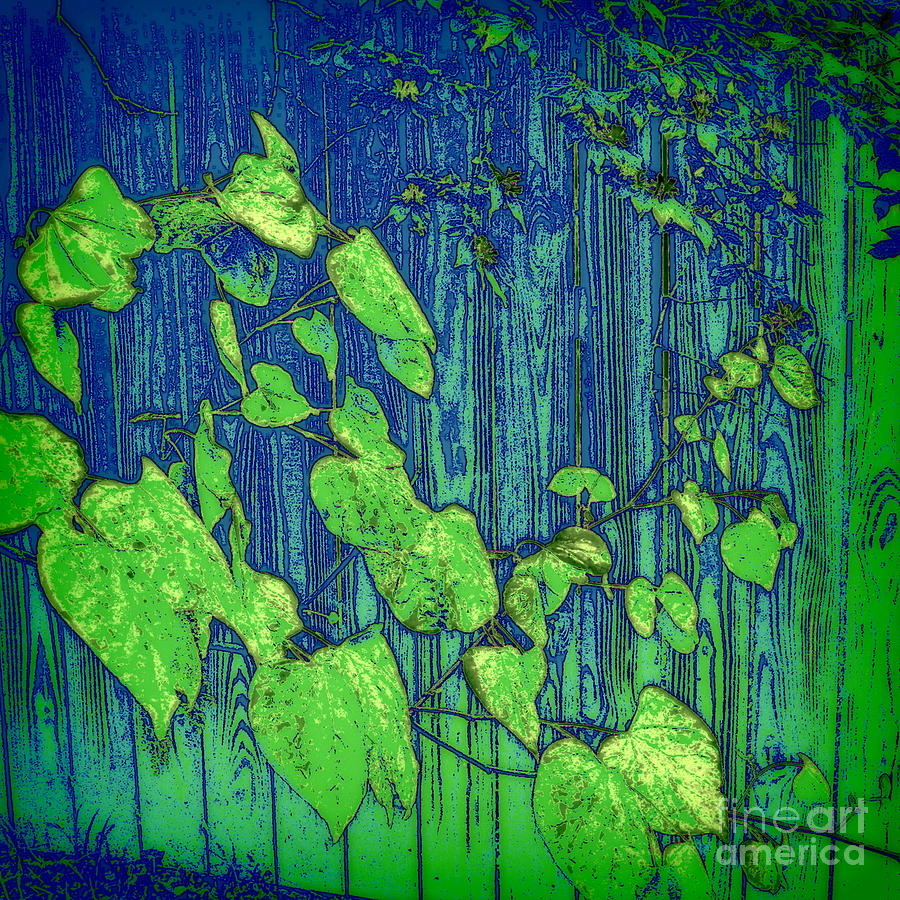 Rosebud Leaves and Fence Photograph by Nancy Kane Chapman
