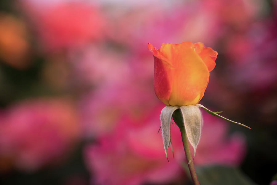 Flower Photograph - Rosebud by Margaret Pitcher
