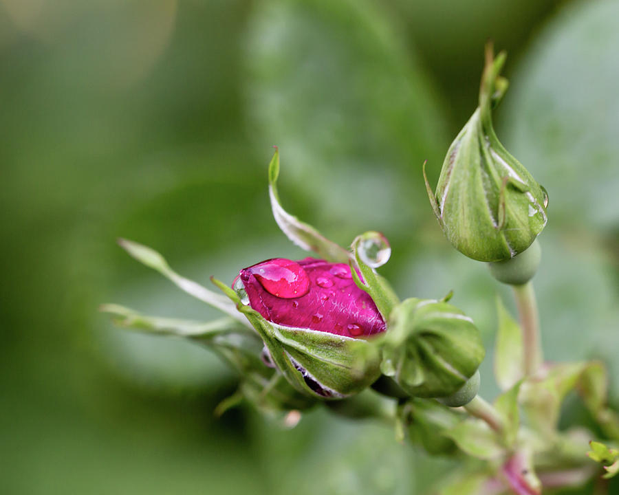 5057 Rosebuds and Waterdrops Photograph by Darshan Nohner Photography